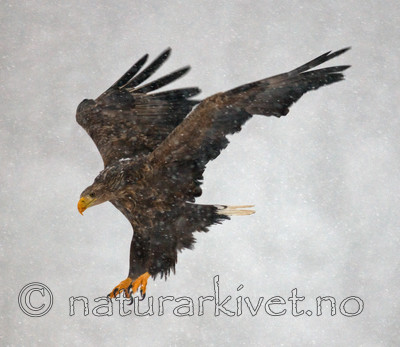 BB 09 0067 / Haliaeetus albicilla / Havørn